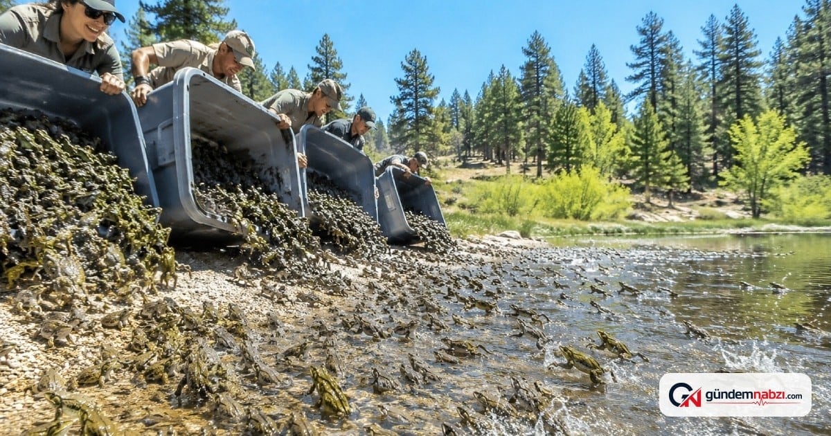 California'da 3 binden fazla sarı bacaklı kurbağa doğaya bırakıldı