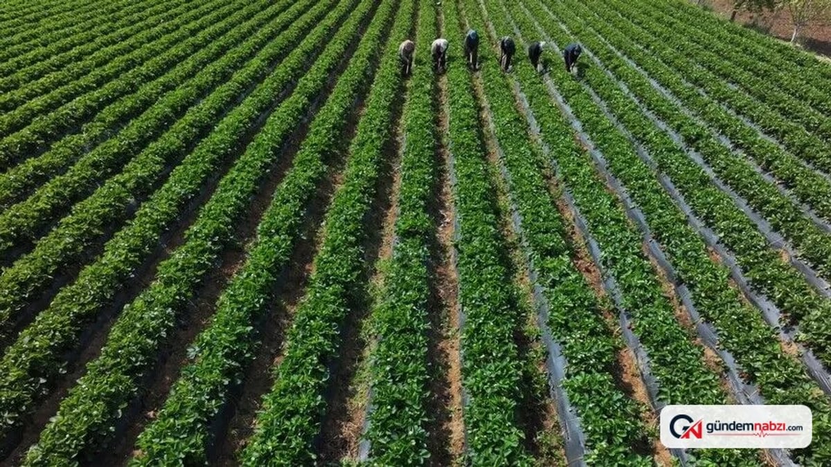 Çiftçilere 110,5 milyon lira tarımsal destek ödemesi yapılıyor