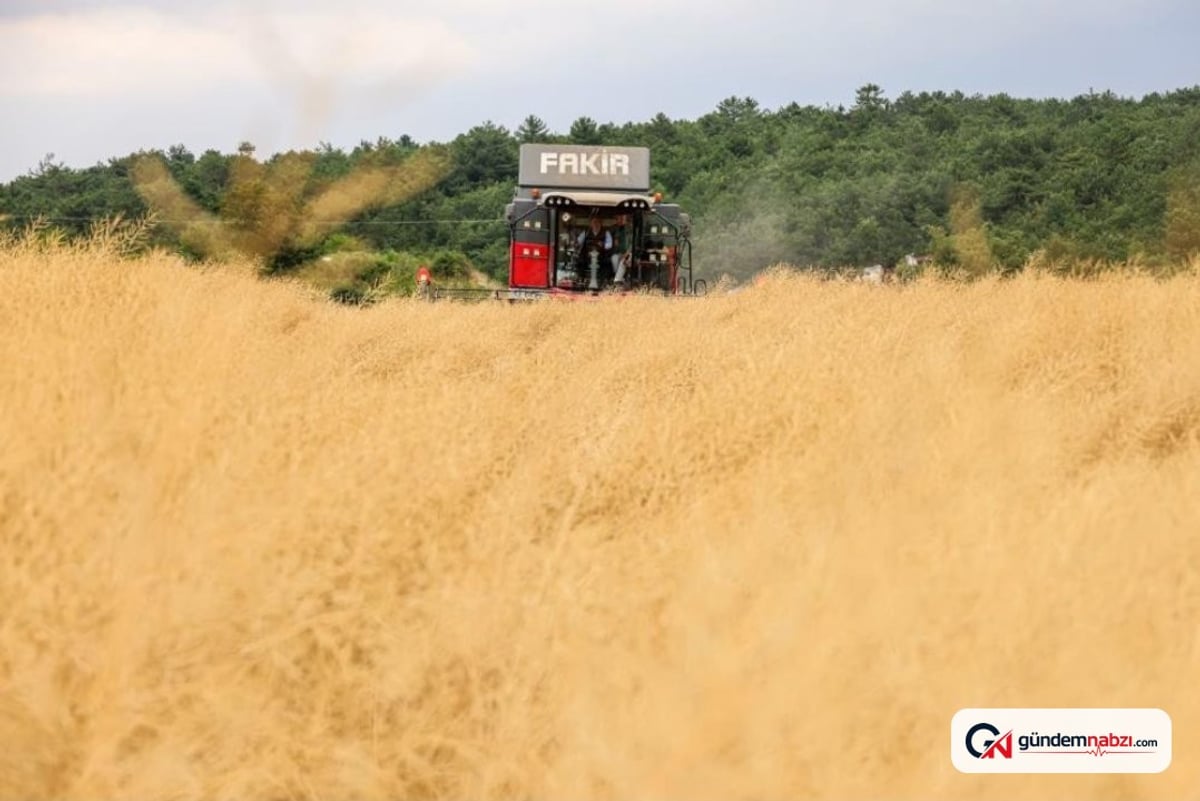 Bilecik'te buğday hasadı 335 bin dekar alanda sürüyor