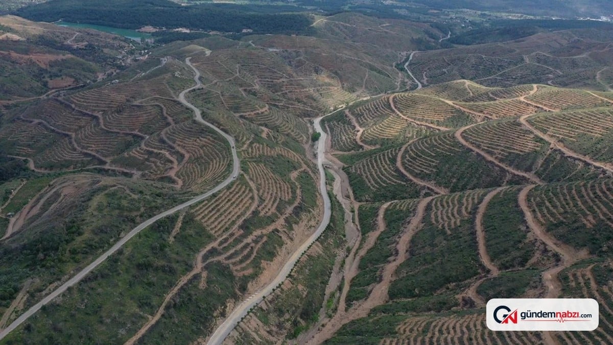 Muğla Beyciler'de Yangın sonrası ağaçlandırma çalışmaları yüzde 85 tamamlandı