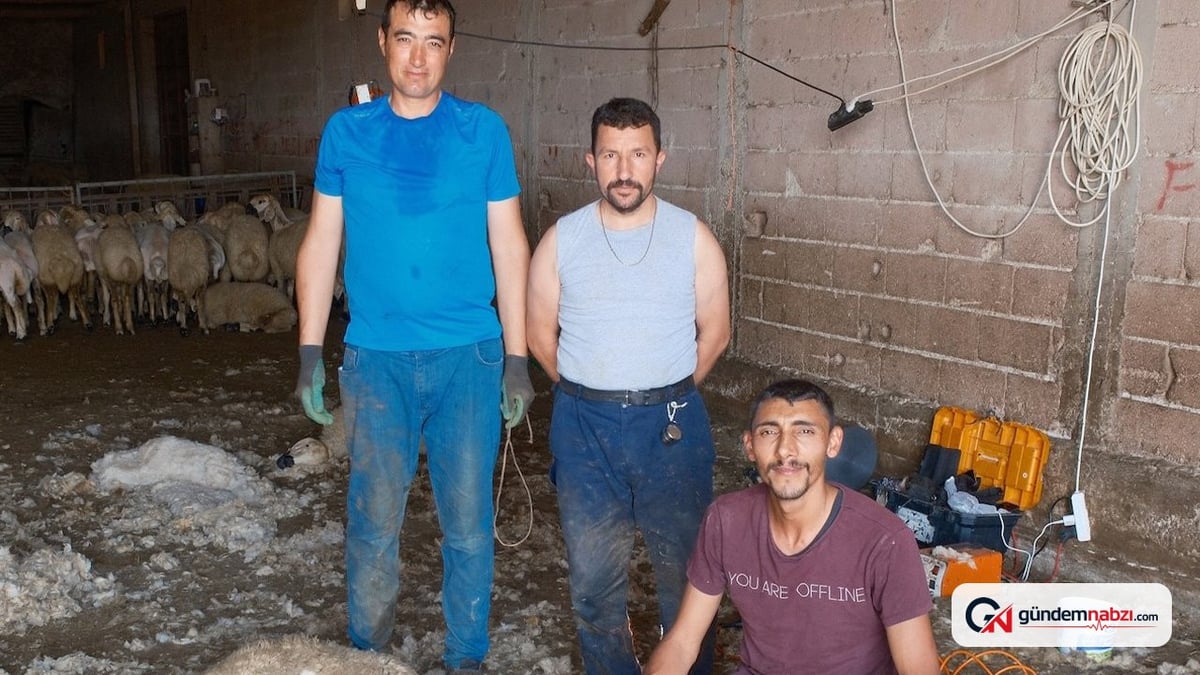 Küçükbaş hayvan kırkım ekipleri ayda 250 bin lira kazanıyor