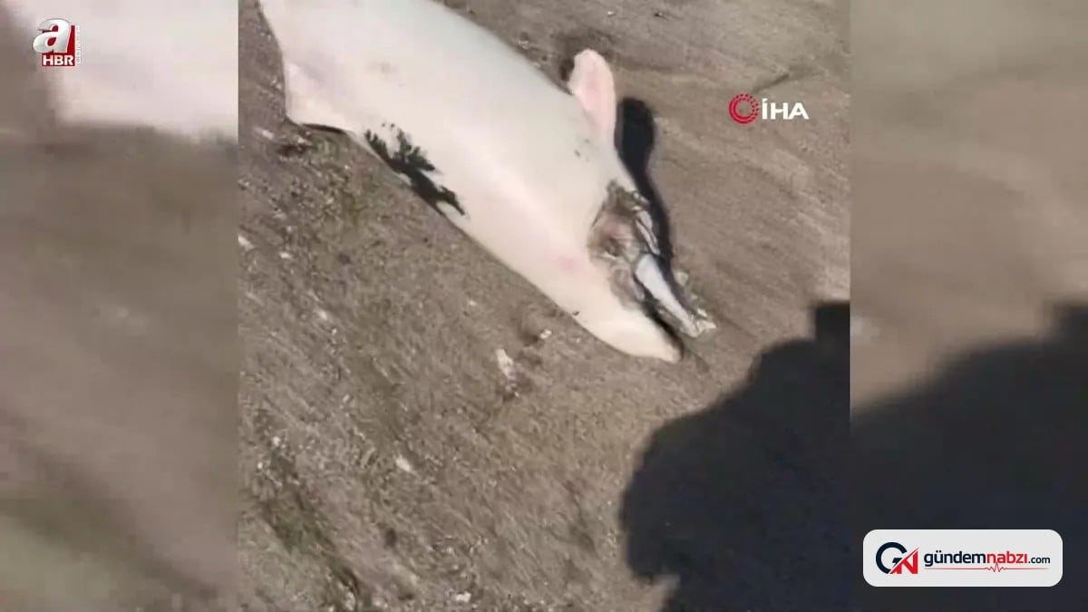 Karacabey Boğazı'nda kıyıya vuran ölü yunusların durumu araştırılıyor