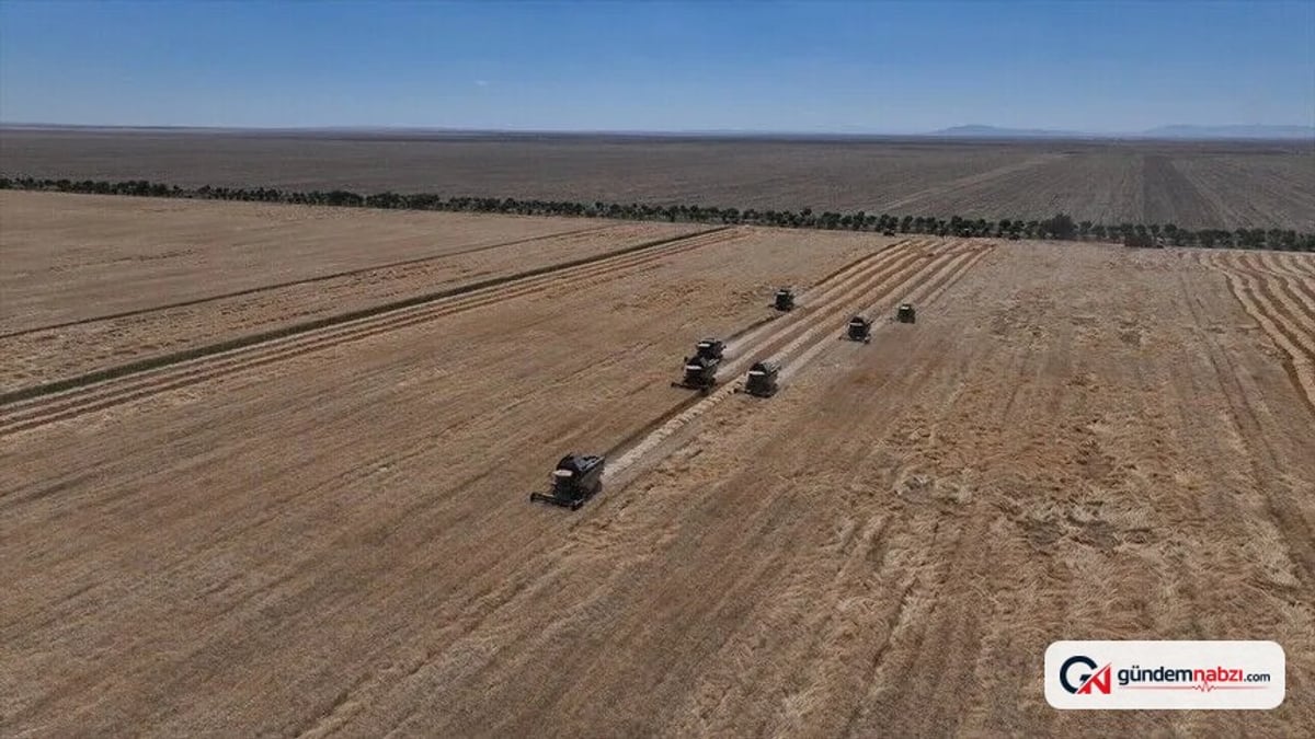 Kırşehir'de Malya Tarım İşletmesi'nde sertifikalı tohum hasadı