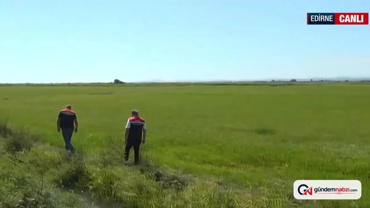 Trakya'da çeltik hasadında sona yaklaşıldı