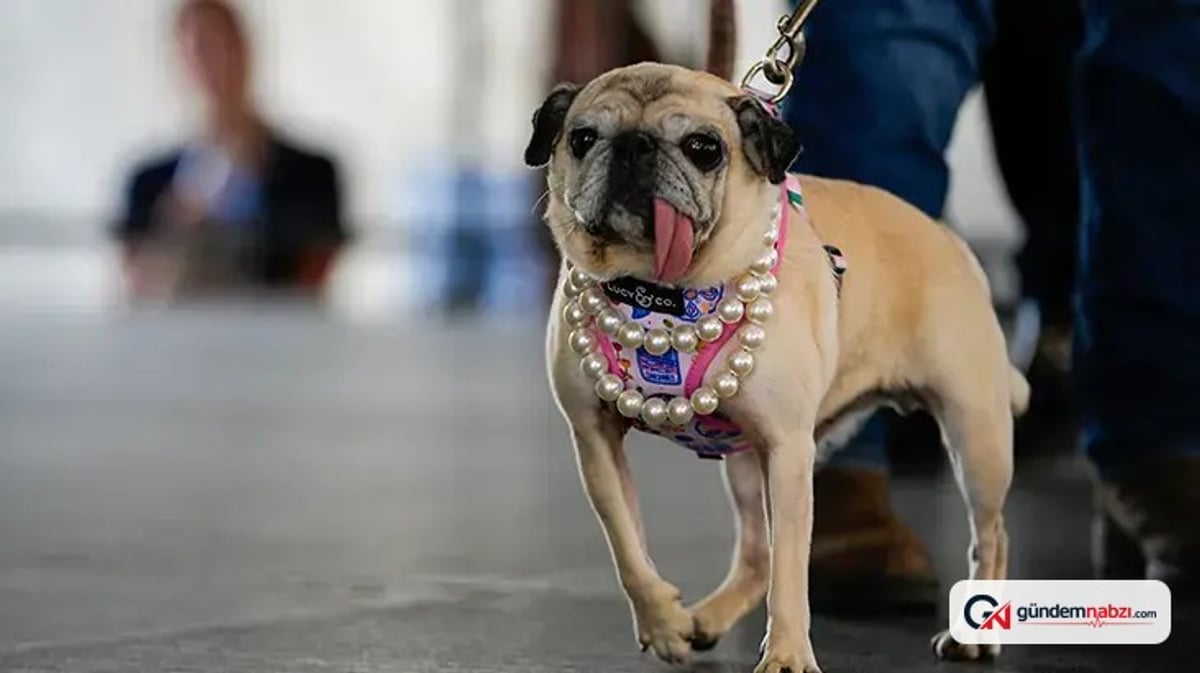 Dünyanın en çirkin köpeği yarışmasında kazanan belli oldu