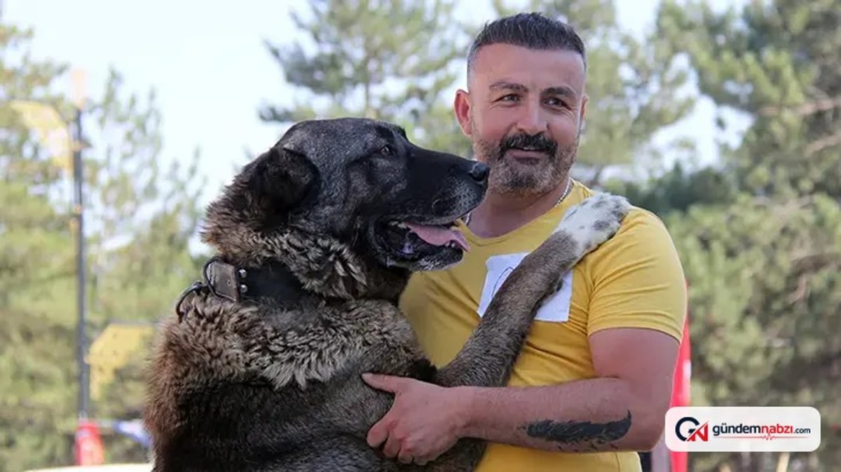 Sivas'ta Kangal köpeği güzellik yarışması yapıldı