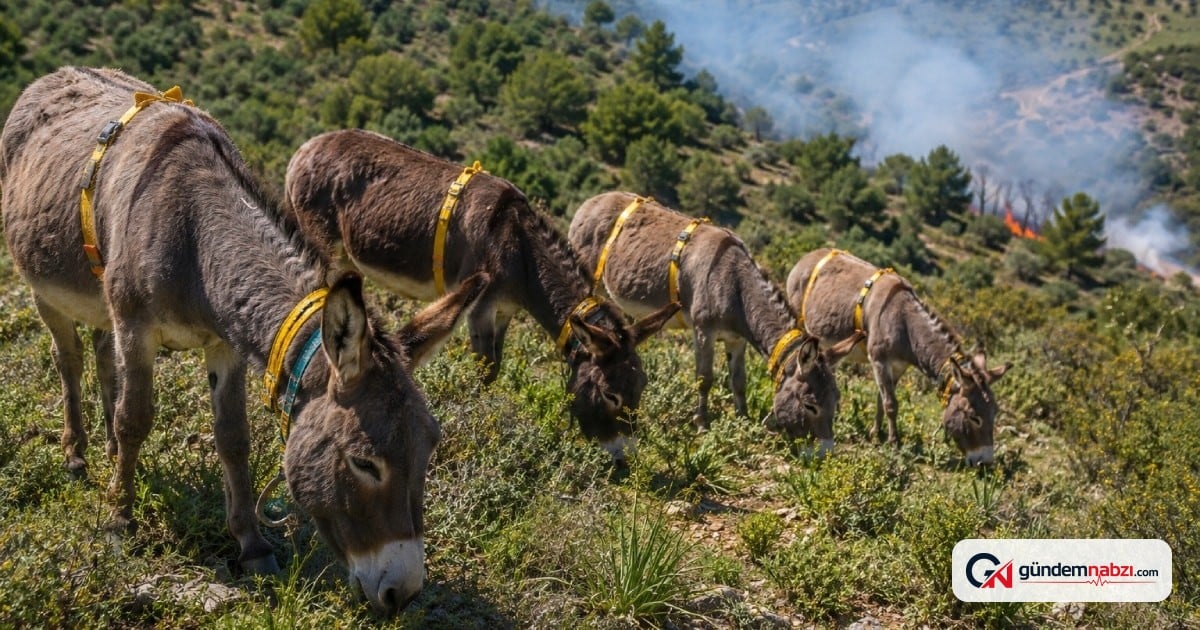 Günde 7 saat çalışan eşekler, orman yangınlarına karşı görevlendirildi