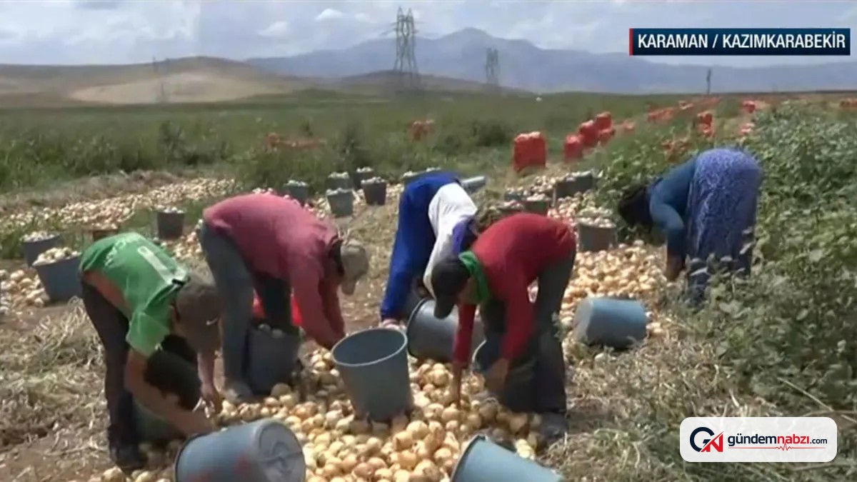 Karaman'da iki yıllık aranın ardından kuru soğan hasadı başladı
