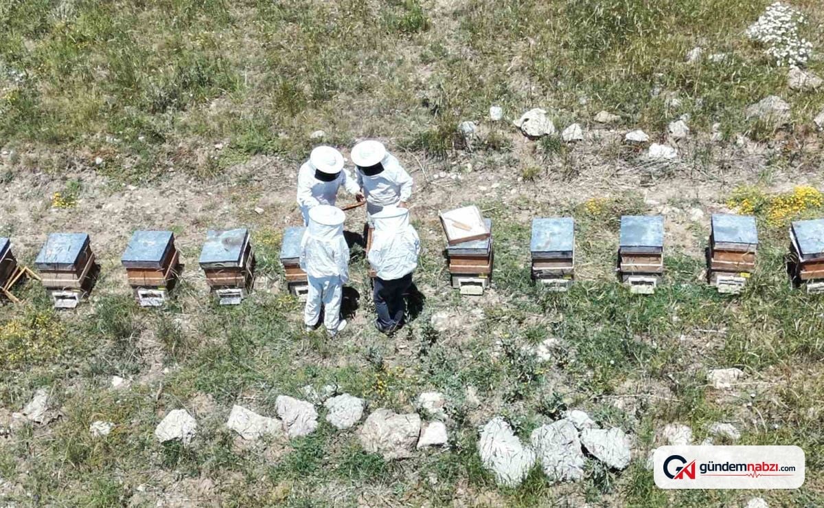 Erzincan'da arıcılar, bal hasadı için gün sayıyor