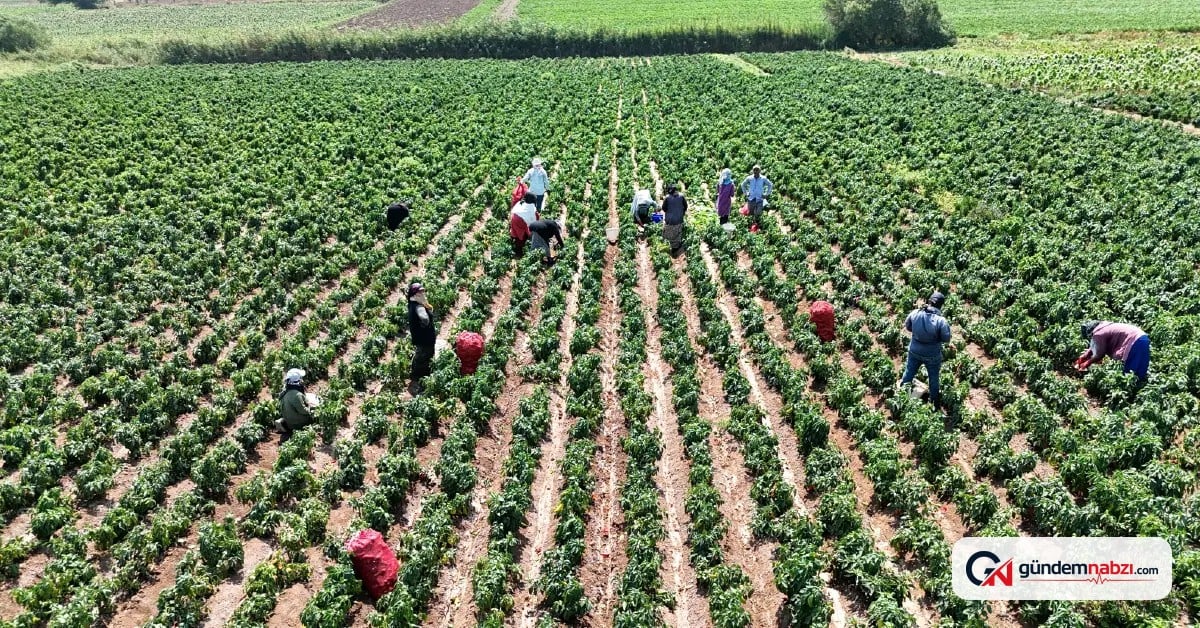 Hatay'da kapya biber hasadı başladı, kilogramı 300 liradan satılıyor