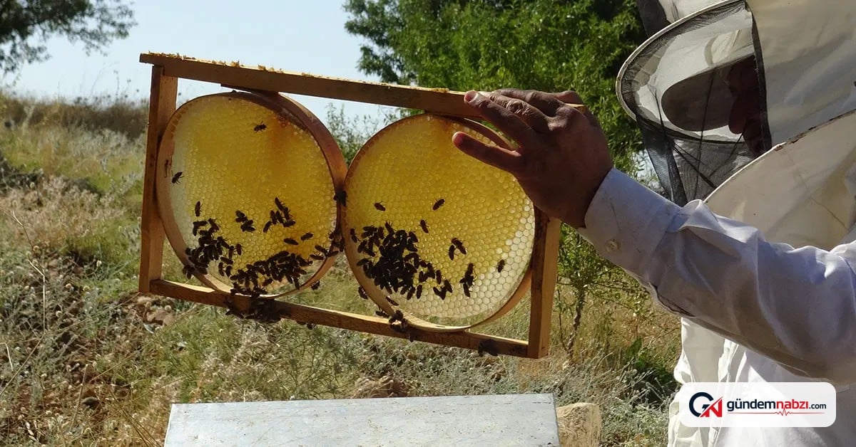 Kuraklık sonrası bal üretiminde umut verici artış