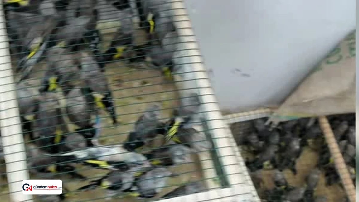 350 saka kuşuna yurt dışına çıkma girişiminde el konuldu