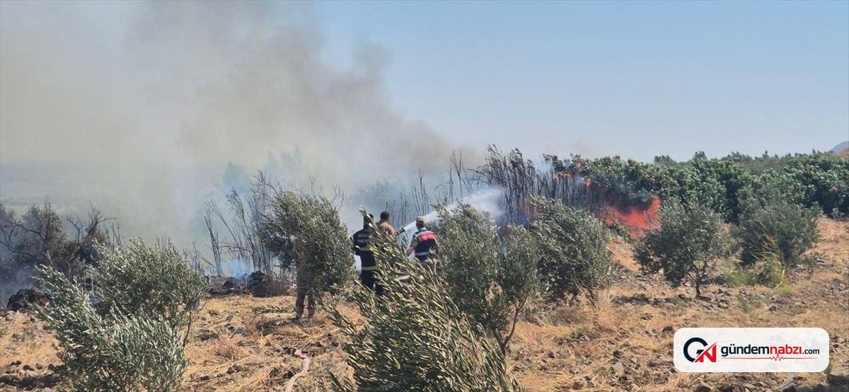 Hatay'da zeytinlik yangını kontrol altına alındı