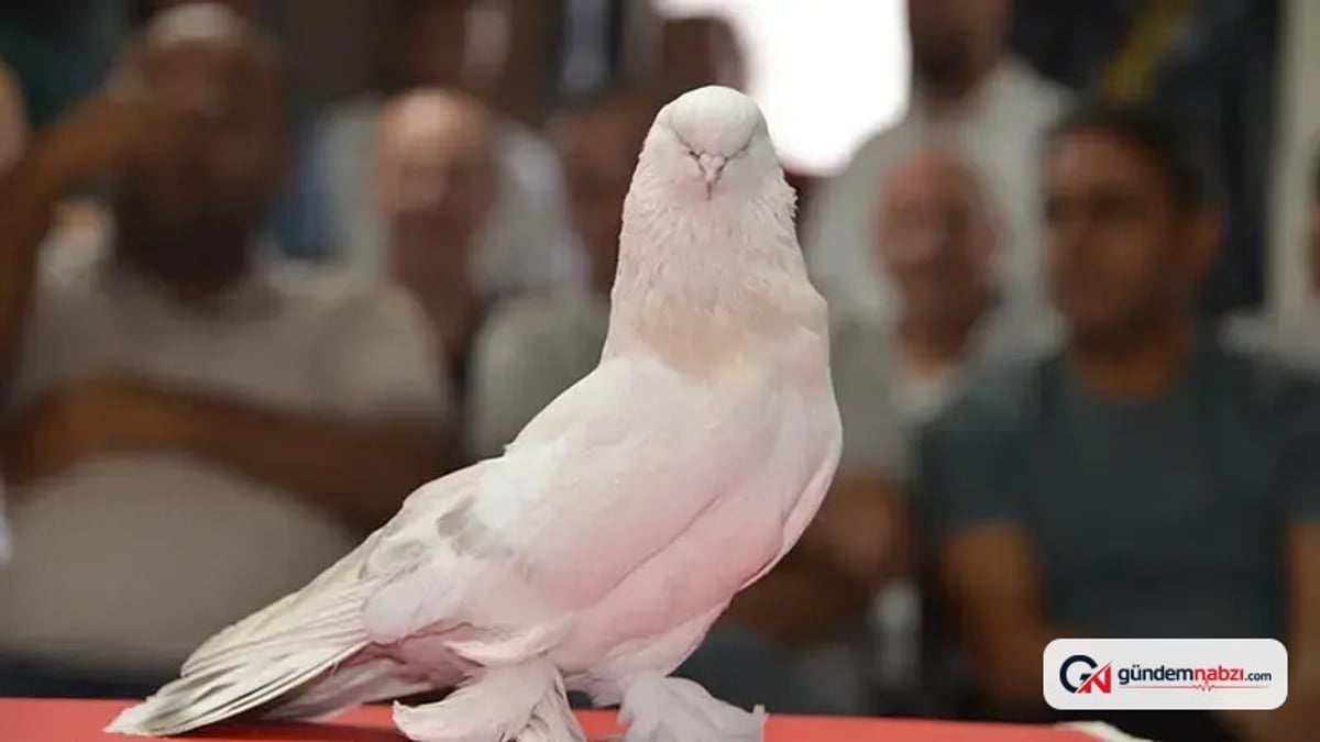 Şebap güvercinleri podyumda sergilendi, fiyatı 5 milyon lira