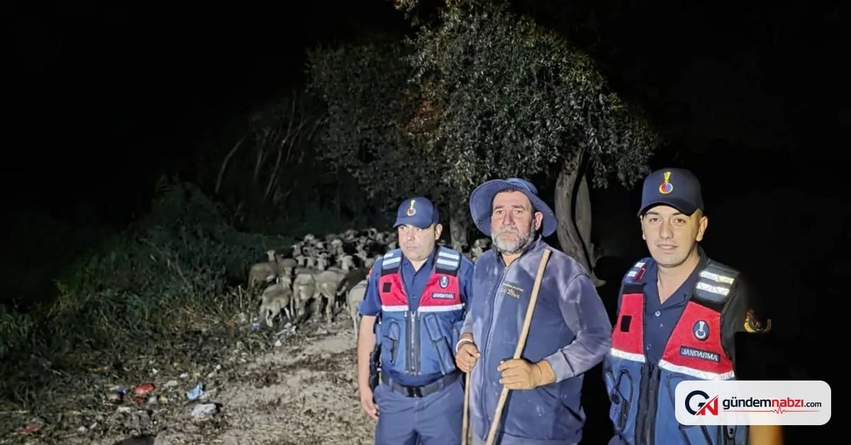 Bilecik'te kaybolan çoban ve 100 koyun Sakarya'da bulundu