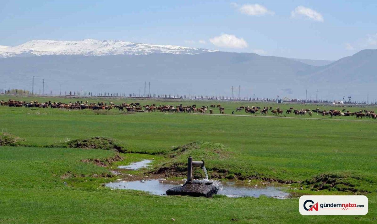 Danimarka'nın 1933'teki Erzurum ve Kars süt sanayisi başvurusu ortaya çıktı