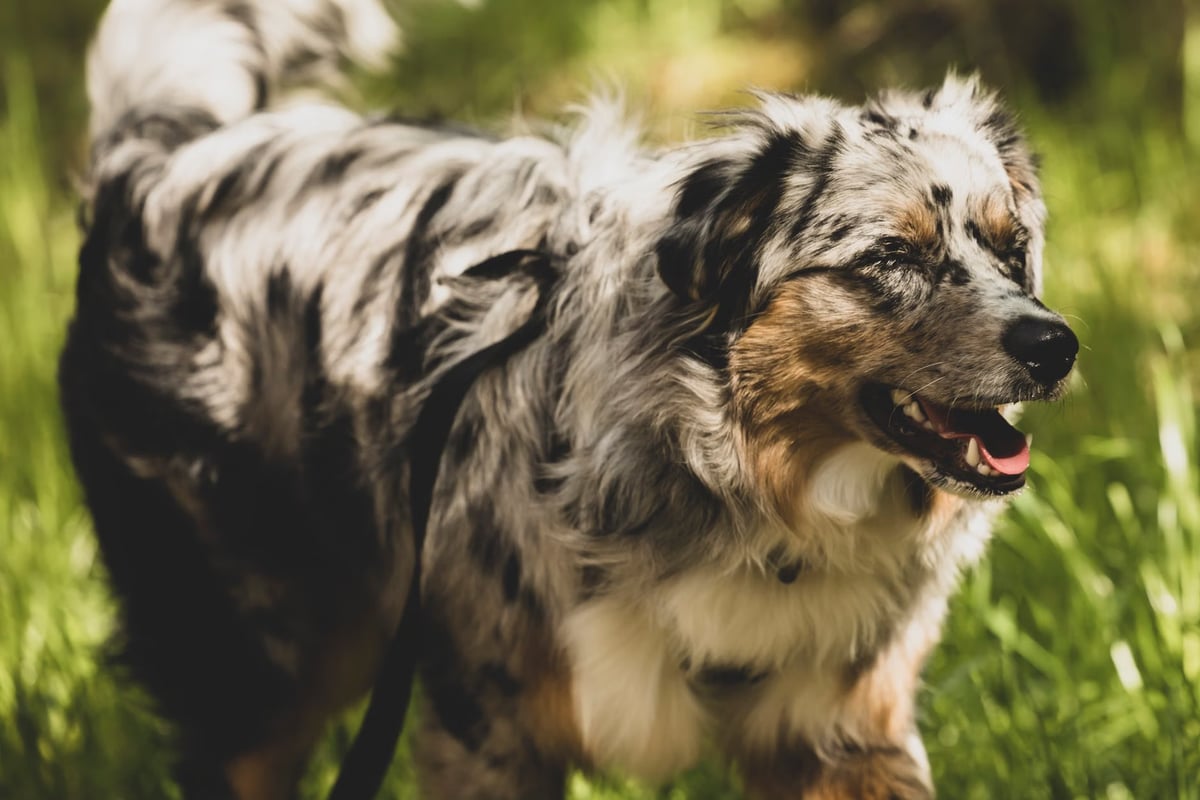 Uzmanlardan uyarı: Köpeklerin beden dili yanlış biliniyor