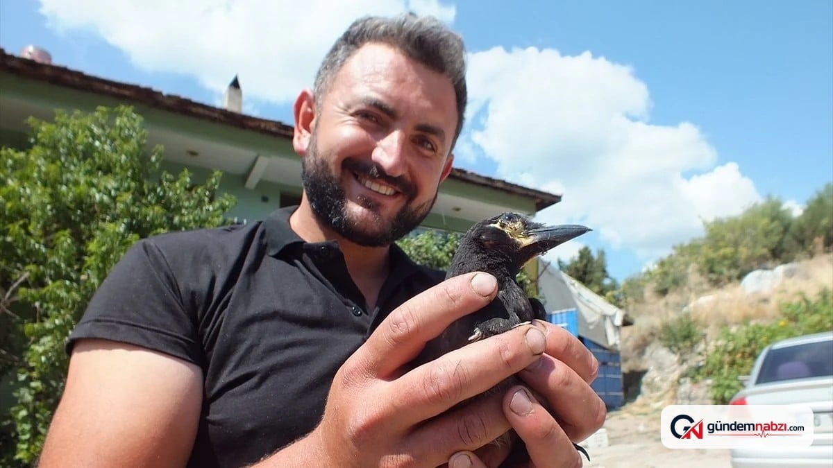 Tokat'ta çiftçi ailesi, koruma altındaki saksağanla dost oldu