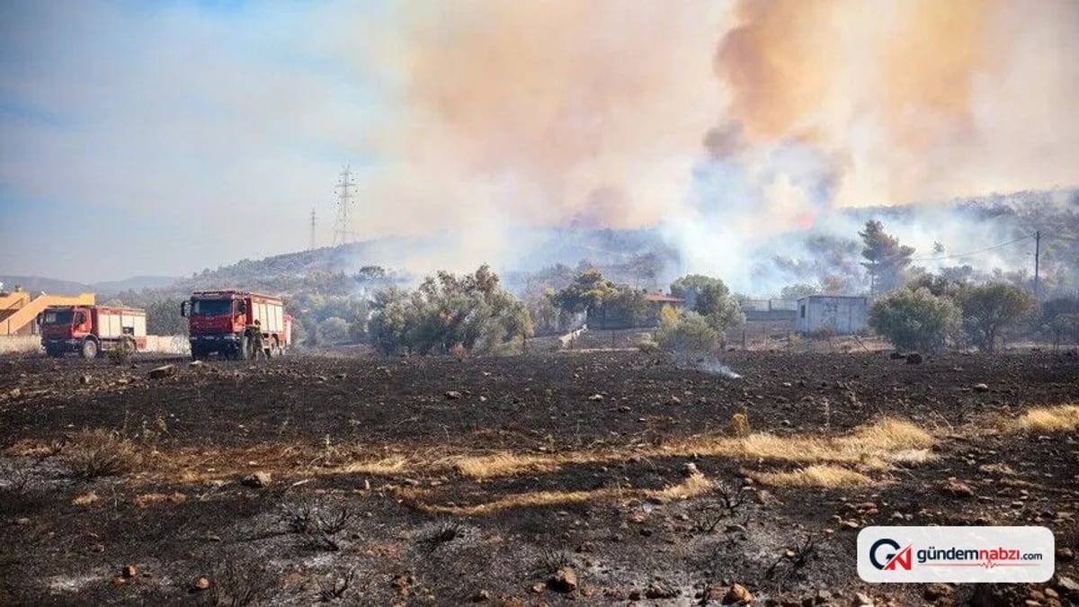 Yunanistan'da 300 bin dönüm orman yandı: Yangınların bilançosu ağır