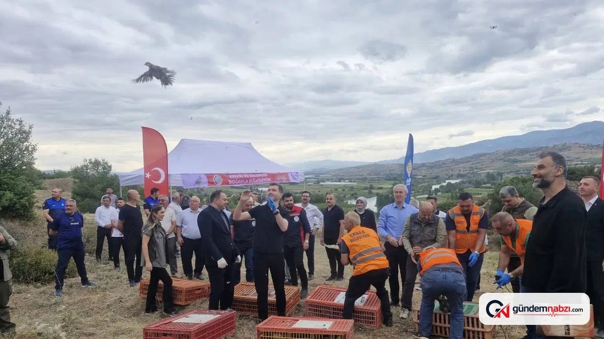 Tokat'ta kene mücadelesi: 1500 keklik ve sülün doğaya salındı