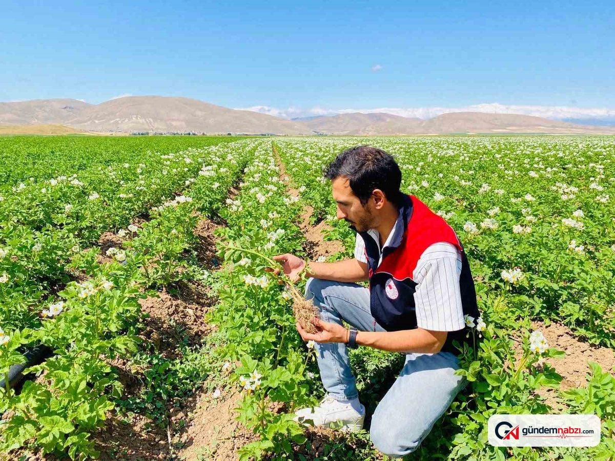 Bayburt'ta patateslerde hastalık kontrolü yapıldı, temiz sonuç alındı