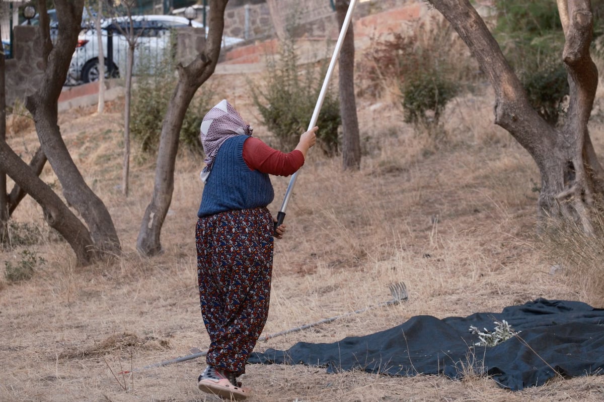 Datça'da badem hasadı başladı