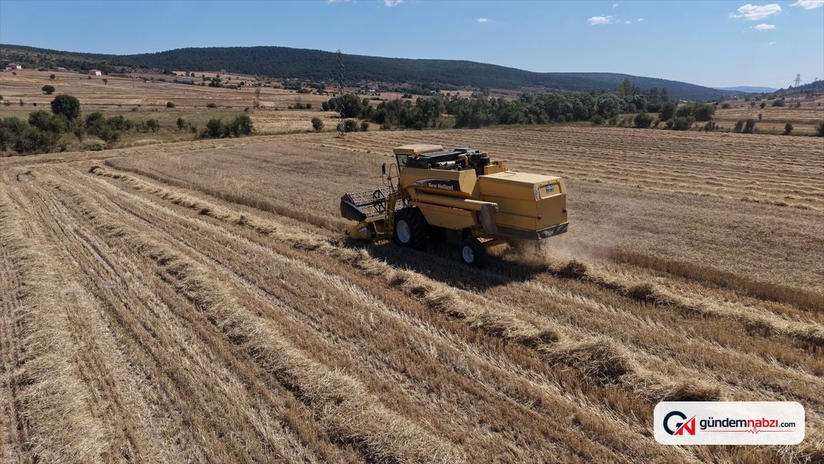 Karabük'te hububat üretimi 70 bin tona ulaştı