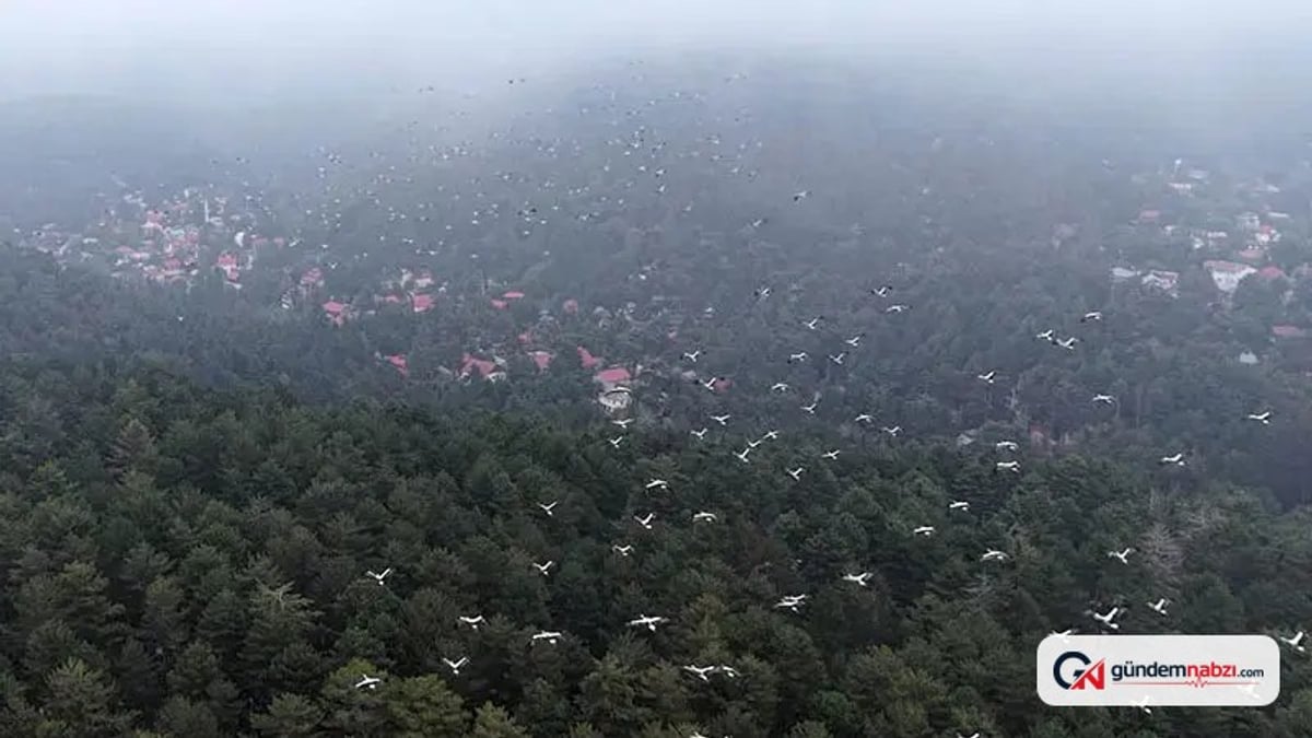 Osmaniye'de göç yolundaki leylekler dronla görüntülendi