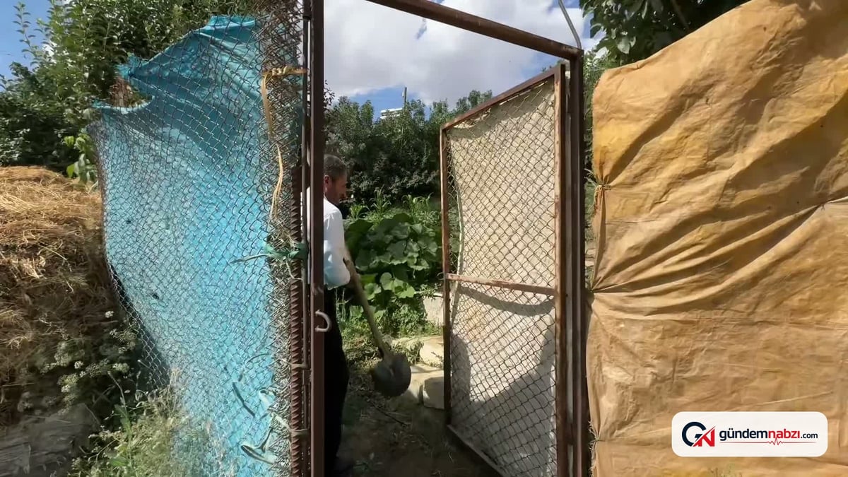 Hakkari'de 3 kez 'Yılın Çiftçisi' seçilen Ali Altıntaş, sera desteği bekliyor