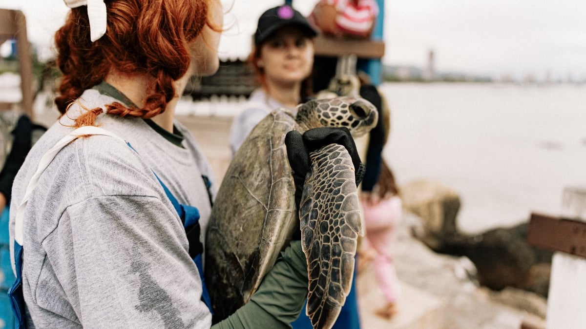 Caretta caretta, vatandaşlar tarafından denize ulaştırıldı