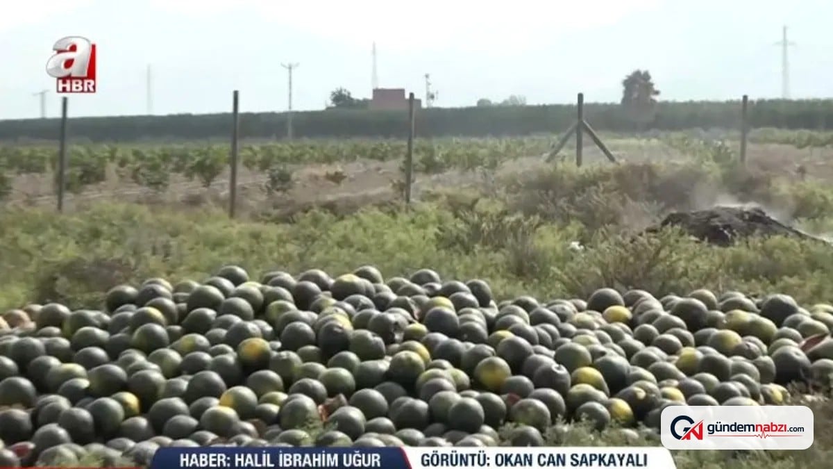 Adana'da tonlarca karpuz tarlaya döküldü, çürümeye terk edildi