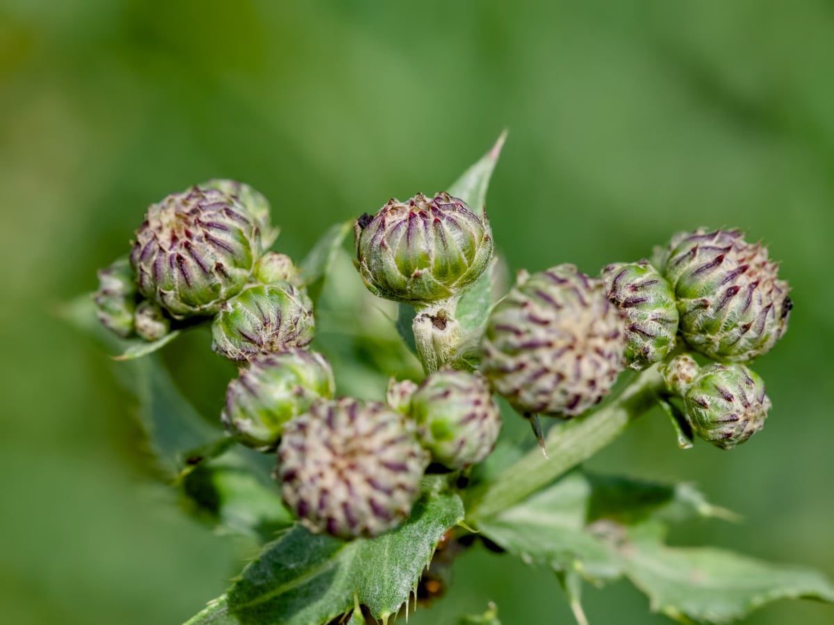 Sericea lespedeza, milyonlarca dönüm araziyi ele geçirdi