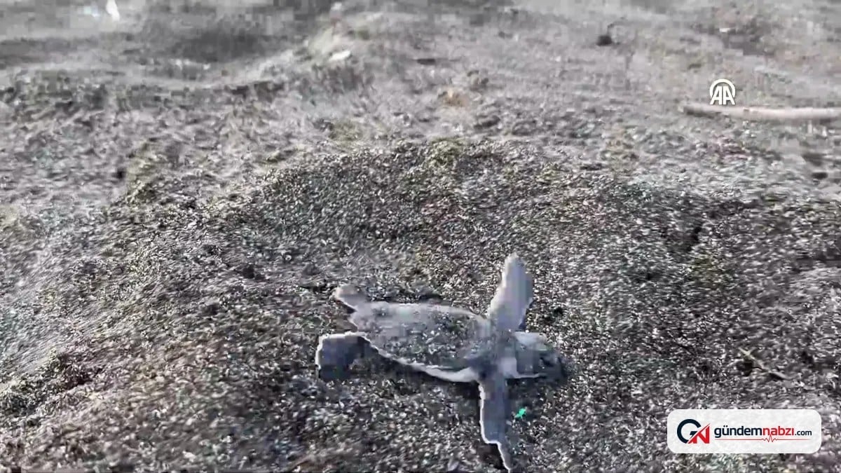 Hatay sahillerinde deniz kaplumbağası yavruları Akdeniz ile buluştu