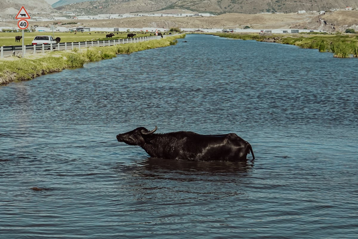 Zonguldak'ta yolda manda tehlikesi