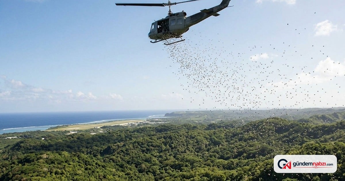 Guam Adası'nda helikopterle 2 bin ölü fare bırakıldı