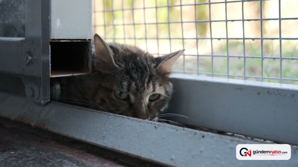 İzmir'de özel gereksinimli kediler için Engelli Kedi Evi açıldı