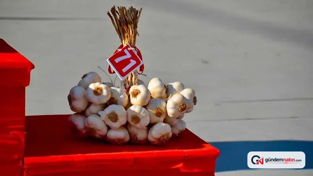 Taşköprü sarımsağının en iyileri belirlendi