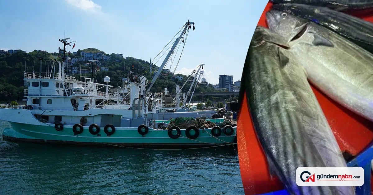 Yeni av sezonuna 15 gün kaldı, palamut bol olacak
