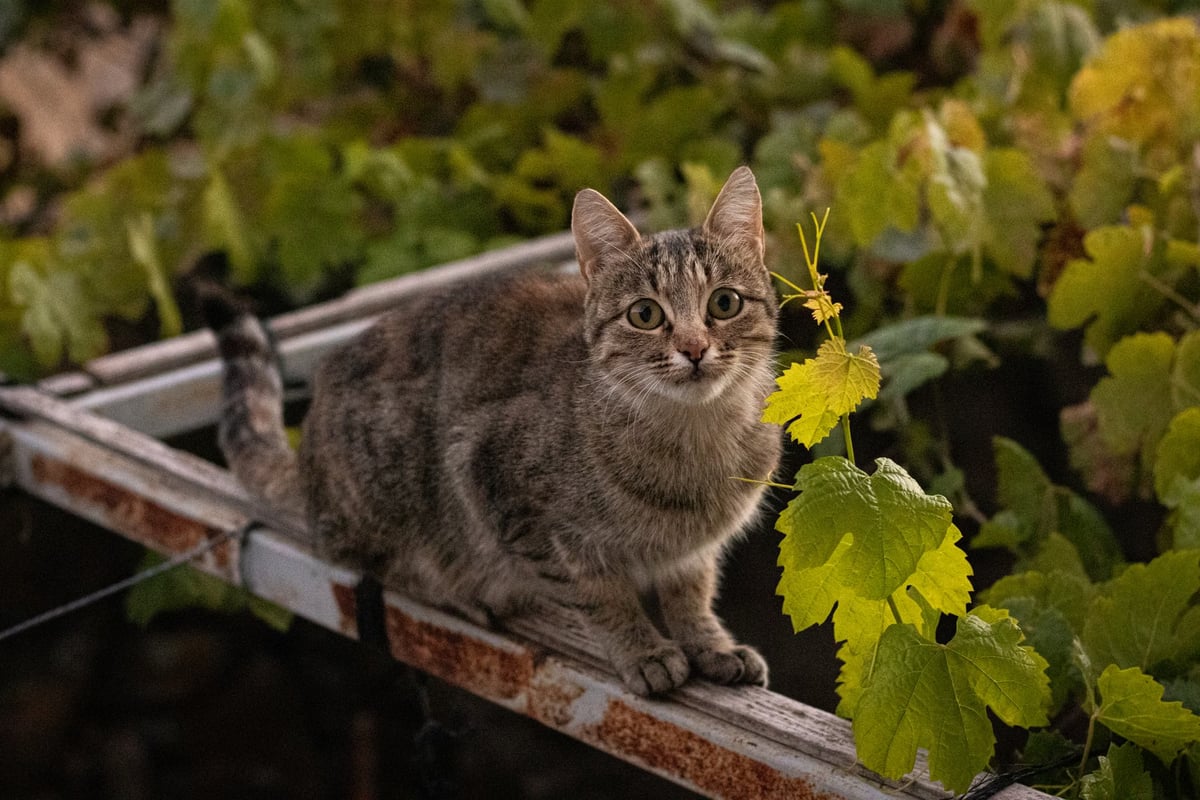 Kedi merdiveni kullanarak dereden kurtuldu