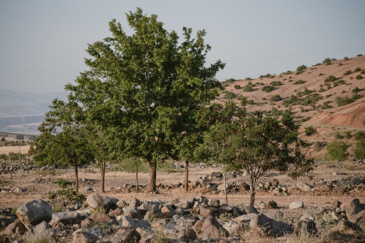 Etiyopya'da bir günde 800 milyon fidan dikilecek