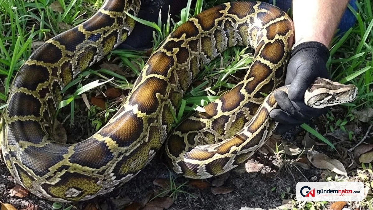 Florida'da istilacı pitonlar için robot tavşanlar devrede