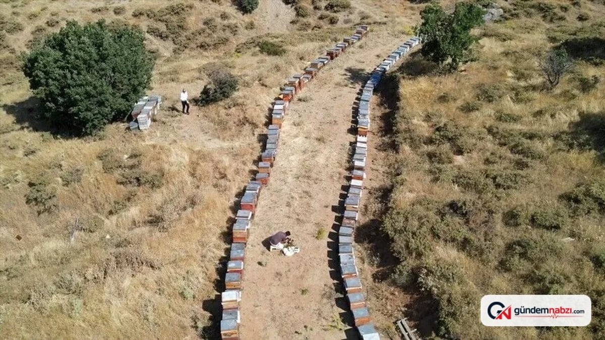 Elazığ'da tescilli geven balında hasat başladı