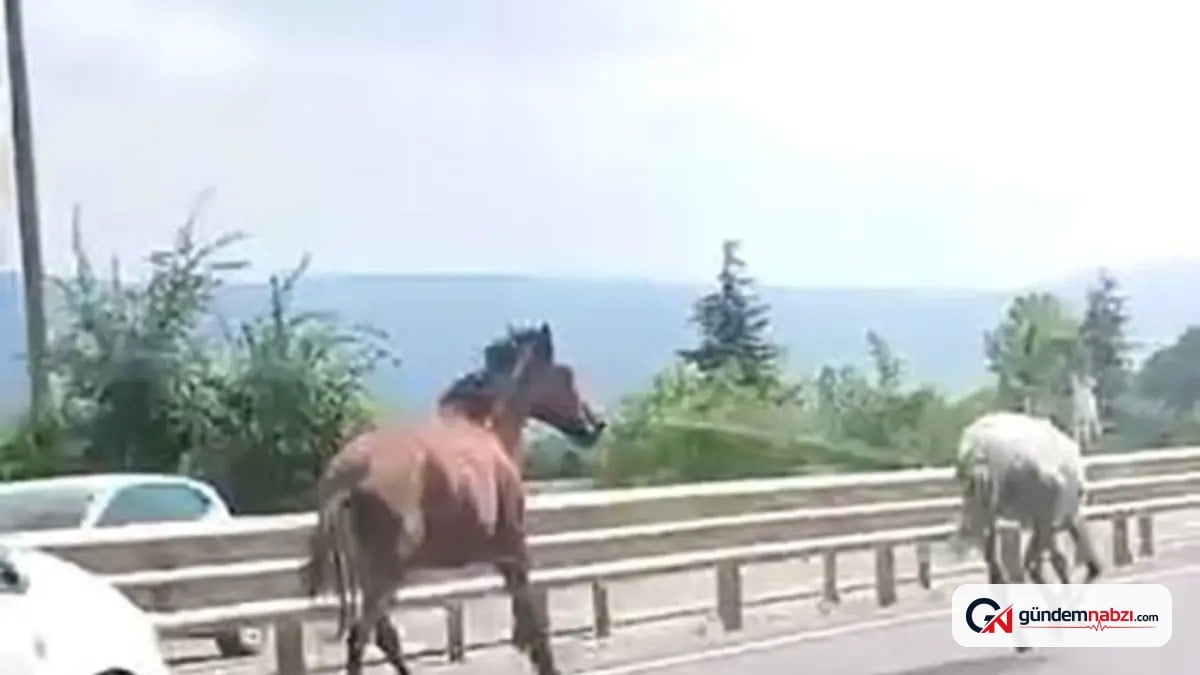 Bursa İnegöl'de başıboş atlar trafikte koştu