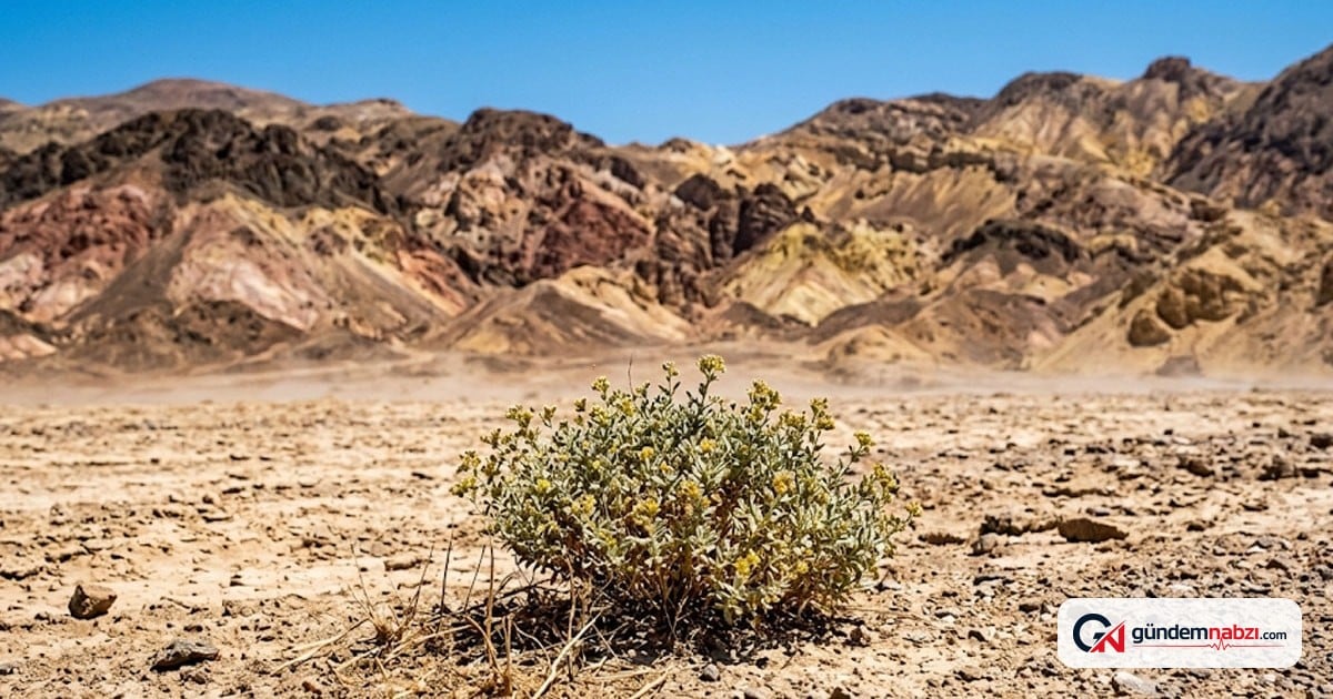 Death Valley'de 60 derece sıcaklığa dayanabilen bitki tanımlandı