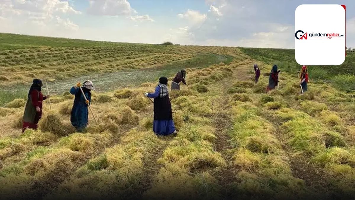 İthal mercimek dönemi: Türkiye üretimden ithalata yöneldi