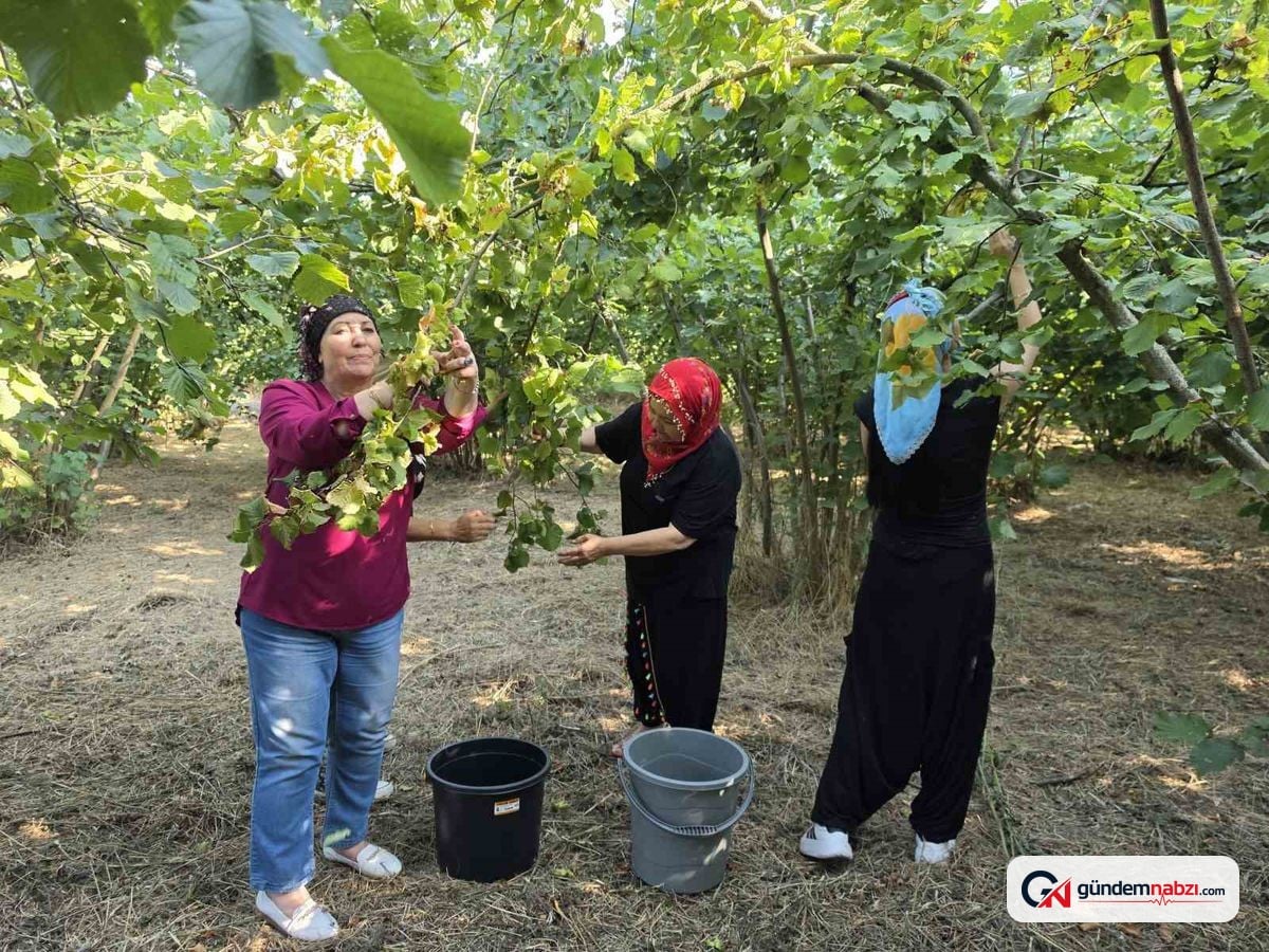 Düzce'de kadınlar imece usulü fındık toplamaya başladı