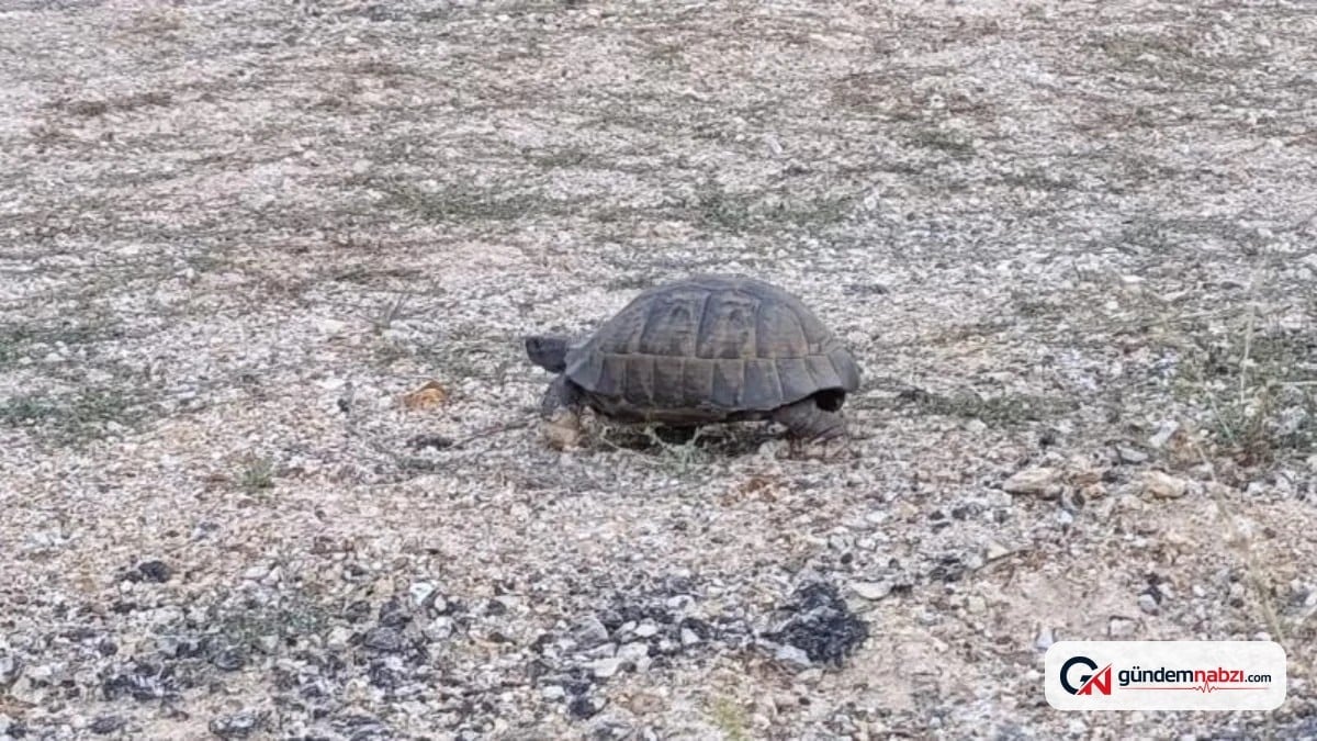 Malatya'da sürücüler kaplumbağa için trafiği durdurdu