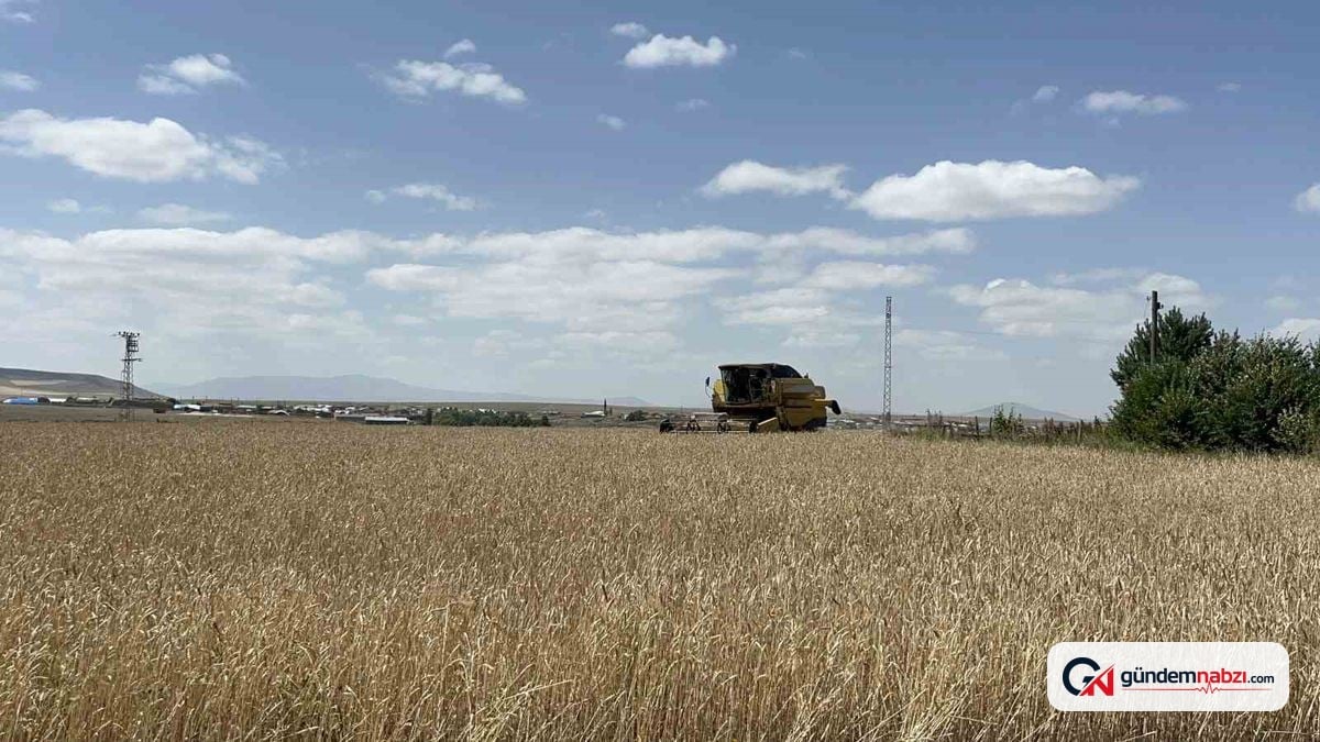 Kars'ta hububat hasadı başladı: Çiftçiler zamanla yarışıyor