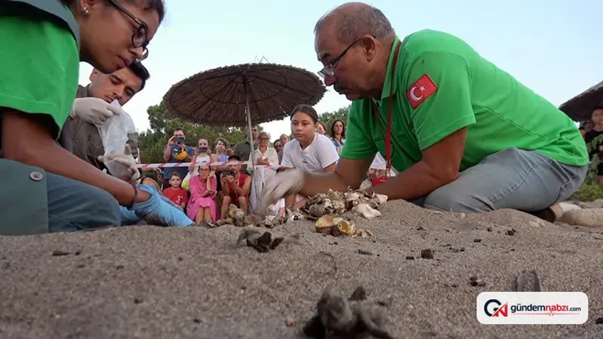 Çıralı'da 2 bin 758 kaplumbağa yavrusu denize ulaştı