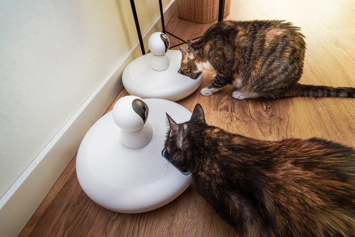 Philips'ten kedi sahiplerine özel yeni akıllı serisi